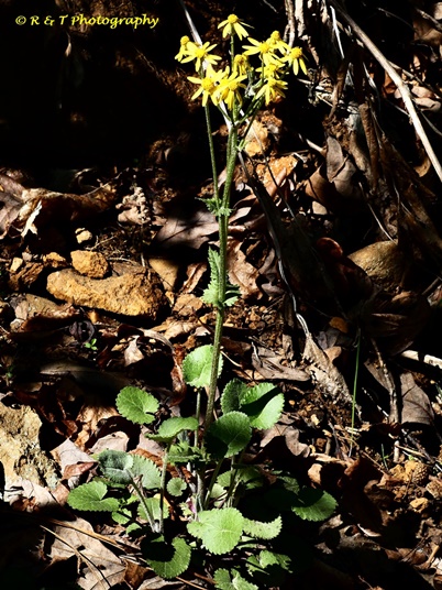 {Packera serpenticola}